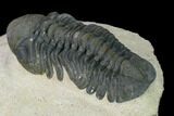 Detailed, Reedops Trilobite - Atchana, Morocco #165890-3